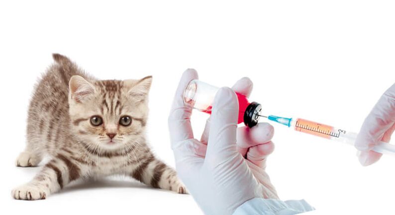 تطعيم الحيوانات والبشر ضد الديدان