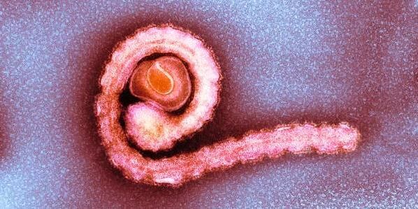 كان قزم في جسم الإنسان