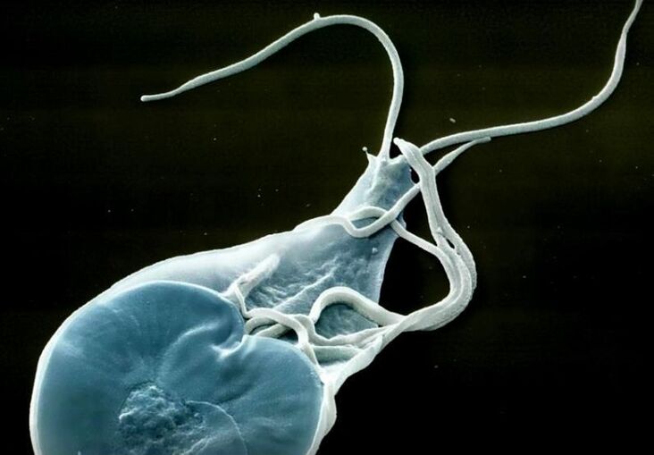 لامبليا المعوية في البشر